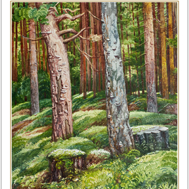 Лесок в Мурино