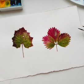 Ботаническая иллюстрация