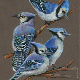 Синие сойки. Фрагмент.