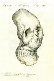 Homo obliqus flexus