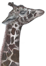 Жираф Гордяш