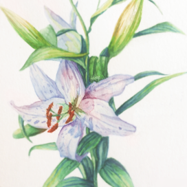 Лилии