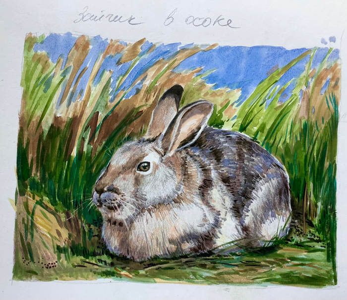 Зайчик в осоке. Скетч