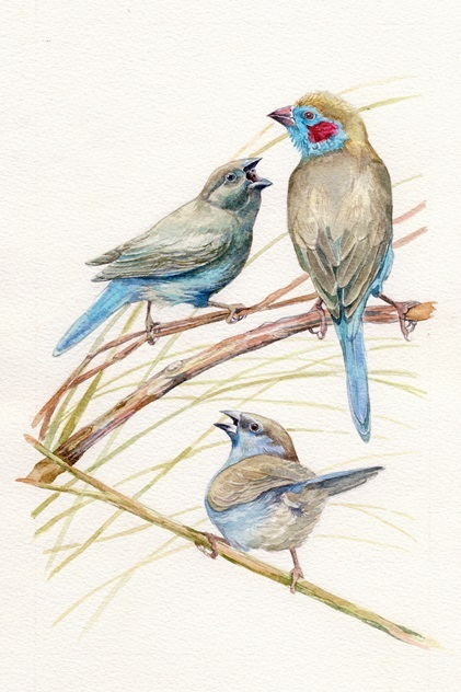 Красноухие астрильды (Uraeginthus bengalus)