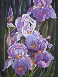 Ирисы