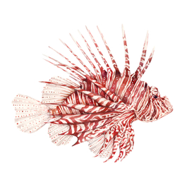 Крылатка-зебра