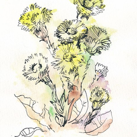 мать-и-мачеха