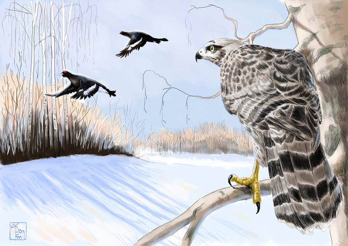 Год ястреба. Март