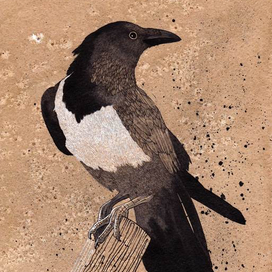 Африканская ворона.