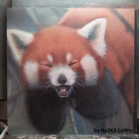 Красная панда