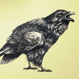 Черный ворон