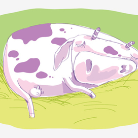 спящая корова
