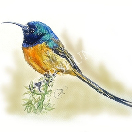 Длинный хвостик,длинный носик..)