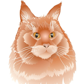 Мейн-кун Дени 😻