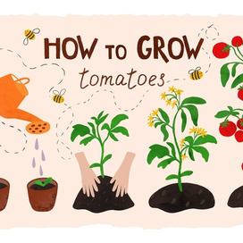 Как выращивать томаты
