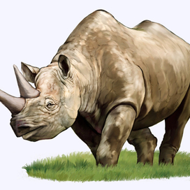 Иллюстрация для книги Брема «Жизнь животных» «Носорог»