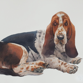 Бассет-хаунд