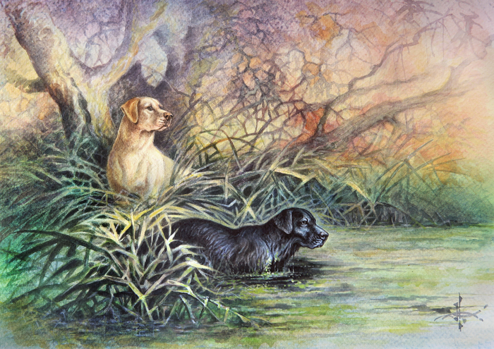 Подружейные собаки - ретриверы. Лабрадор ретривер.