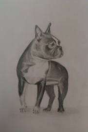 Соседская собака