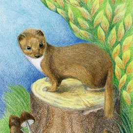 Ласка.