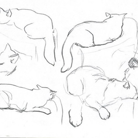 Котофеево царство