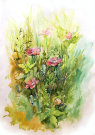 цветение дикой герани