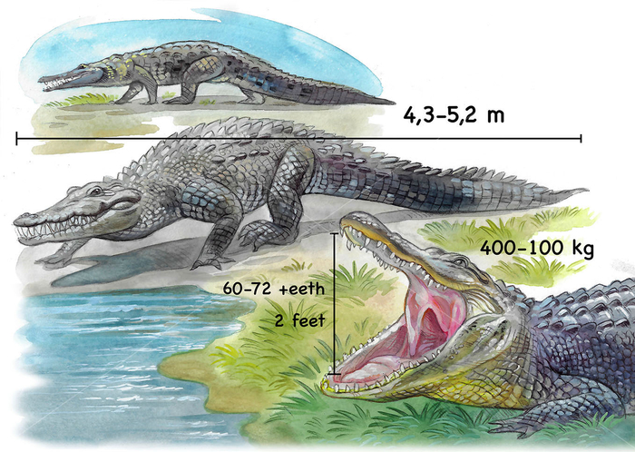 иллюстрация к книге о крокодилах