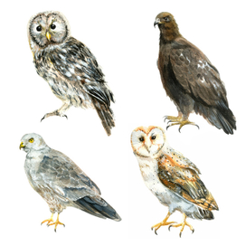 Хищные птицы