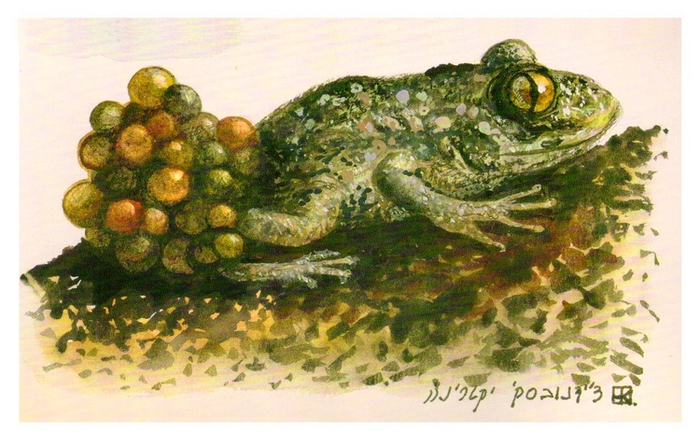 "Энциклопедия", "Жаба"