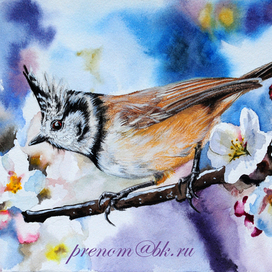 Хохлатая синица