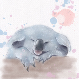 Cute koala