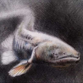 Рыба в глубине