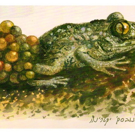 "Энциклопедия", "Жаба"