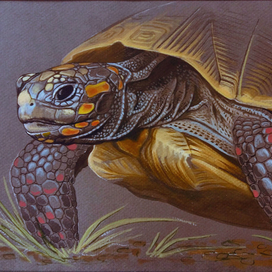 Черепаха