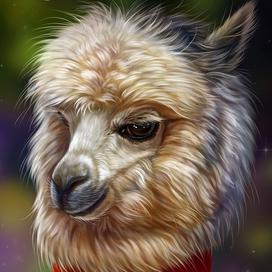 Лама (альпака) 