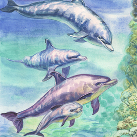 Дельфины