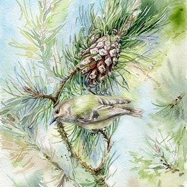 Утро крошки королька