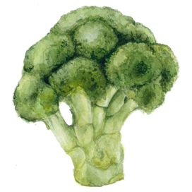 Брокколи