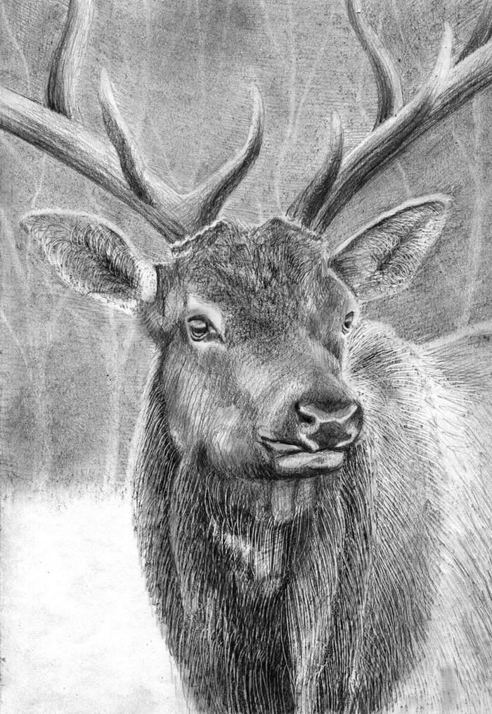 Иллюстрация к рассказу Э.Сетона-Томпсона  "По следам Оленя"