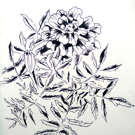 Бархатцы ч/б