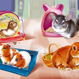 Шиншилла и компания