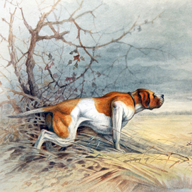 Подружейные собаки. Пойнтер.