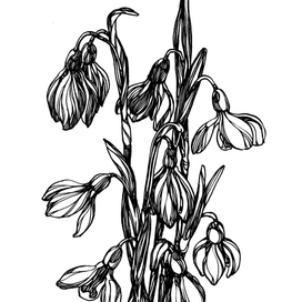 Подснежники