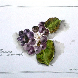 Ягоды черноплодной рябины