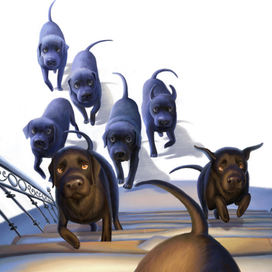 Черные собаки