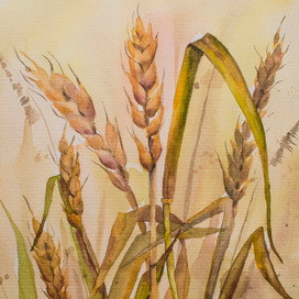 Колосья пшеницы. Сухоцветы
