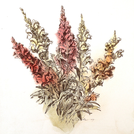 Львиный зев