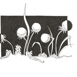 одуванчики