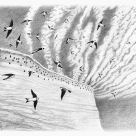 Иллюстрация к рассказу Виталия Бианки "Лесные домишки"