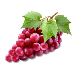 Виноград. Векторное изображение